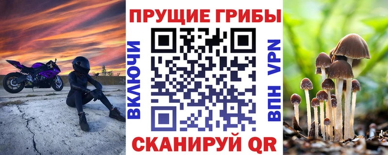 блэк спрут   Грайворон  Псилоцибиновые грибы GOLDEN TEACHER 